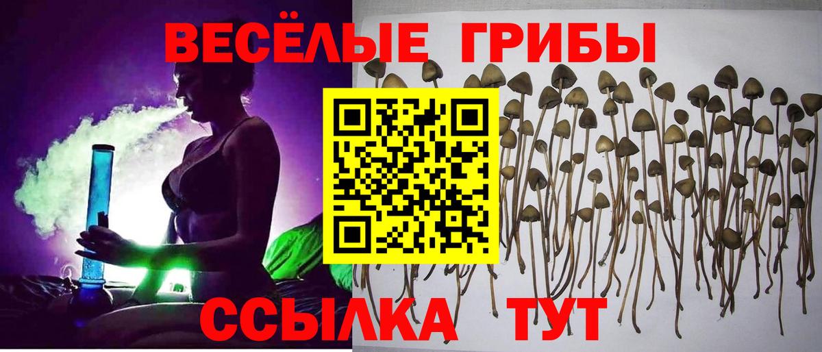 Верхняя Пышма  Псилоцибиновые грибы Psilocybine cubensis  Вход с VPN  Псилоцибиновые грибы Cubensis 